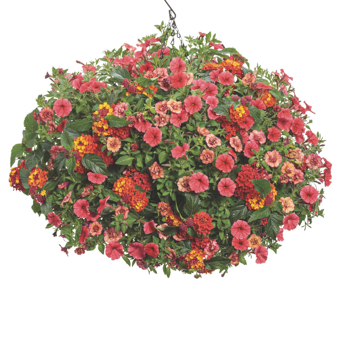 Calibrachoa | Superbells® Double Vintage Coral™ | Proven Winners
