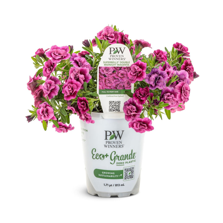 Superbells® Double Midnight Magenta Calibrachoa | Proven Winners® New Variety 2027