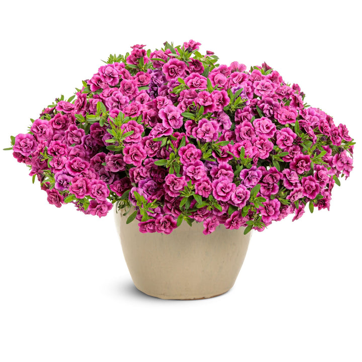 Superbells® Double Midnight Magenta Calibrachoa | Proven Winners® New Variety 2027