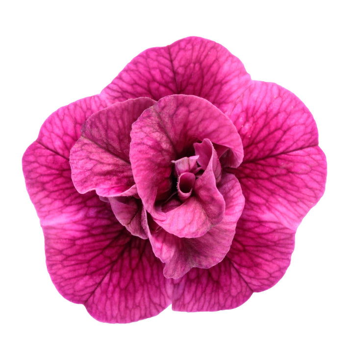Superbells® Double Midnight Magenta Calibrachoa | Proven Winners® New Variety 2027