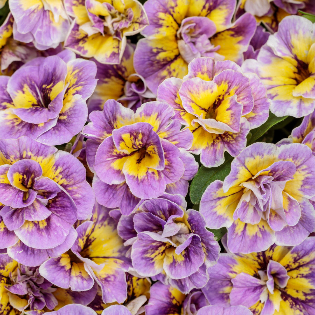 Superbells® Double Mardi Gras | Proven Winners® New Variety 2027