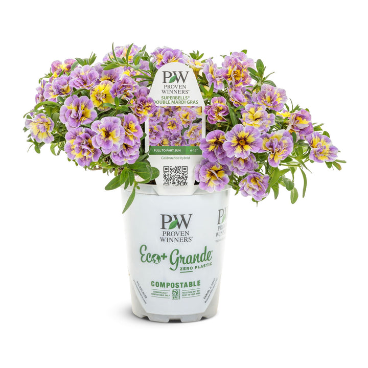 Superbells® Double Mardi Gras | Proven Winners® New Variety 2027