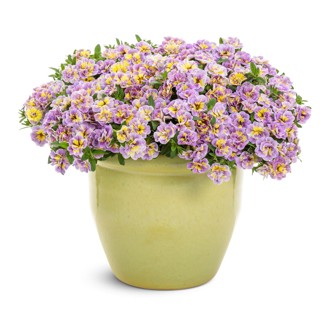 Superbells® Double Mardi Gras | Proven Winners® New Variety 2027