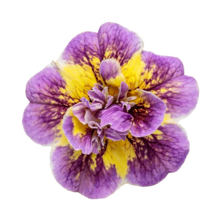 Superbells® Double Mardi Gras | Proven Winners® New Variety 2027