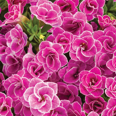 Superbells Doublette Love Swept Calibrachoa up close.