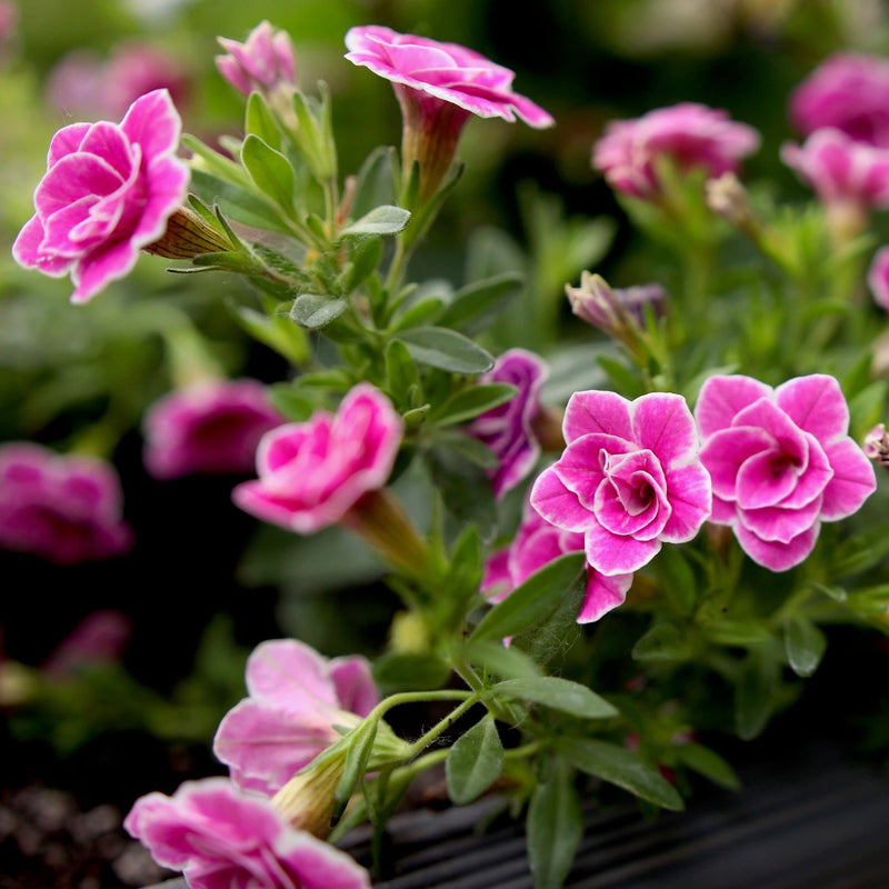 Superbells Doublette Love Swept Calibrachoa up close.