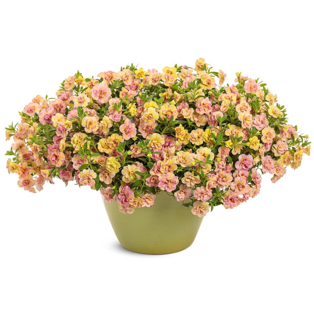 double calibrachoa | Superbells Magic® Double Grapefruit | Proven