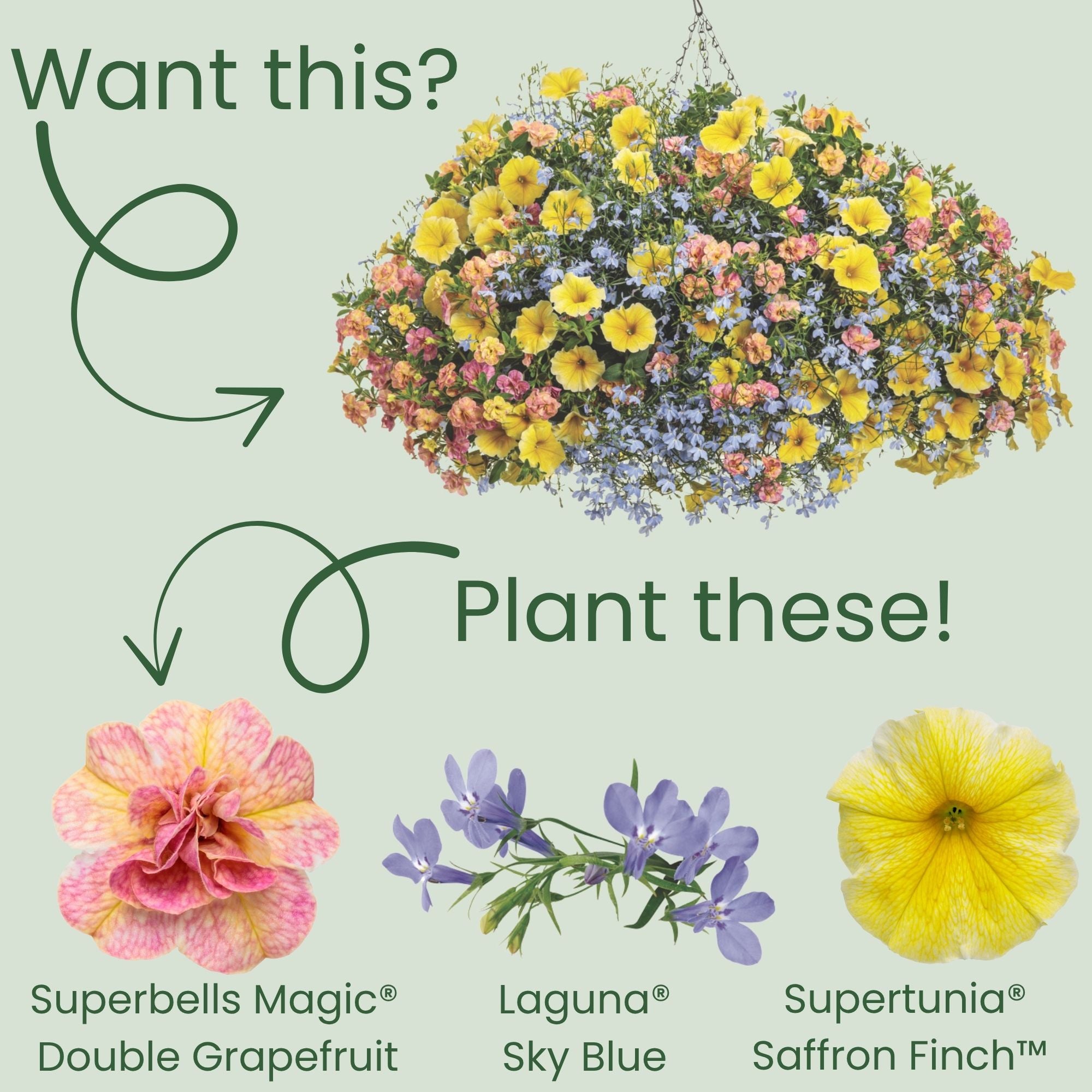 Double Calibrachoa | Superbells Magic® Double Grapefruit | Proven