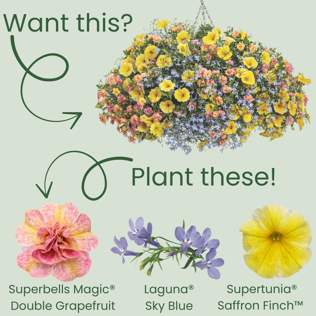 Superbells Magic® Double Grapefruit Calibrachoa | Proven Winners® New Variety 2026