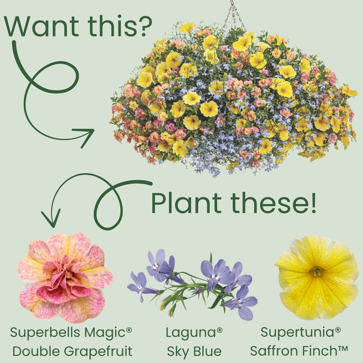 Superbells Magic® Double Grapefruit Calibrachoa | Proven Winners® New Variety 2026