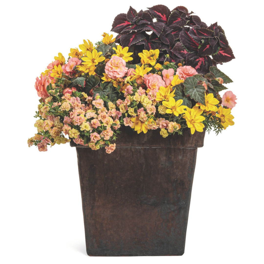 Superbells Magic® Double Grapefruit Calibrachoa | Proven Winners® New Variety 2026