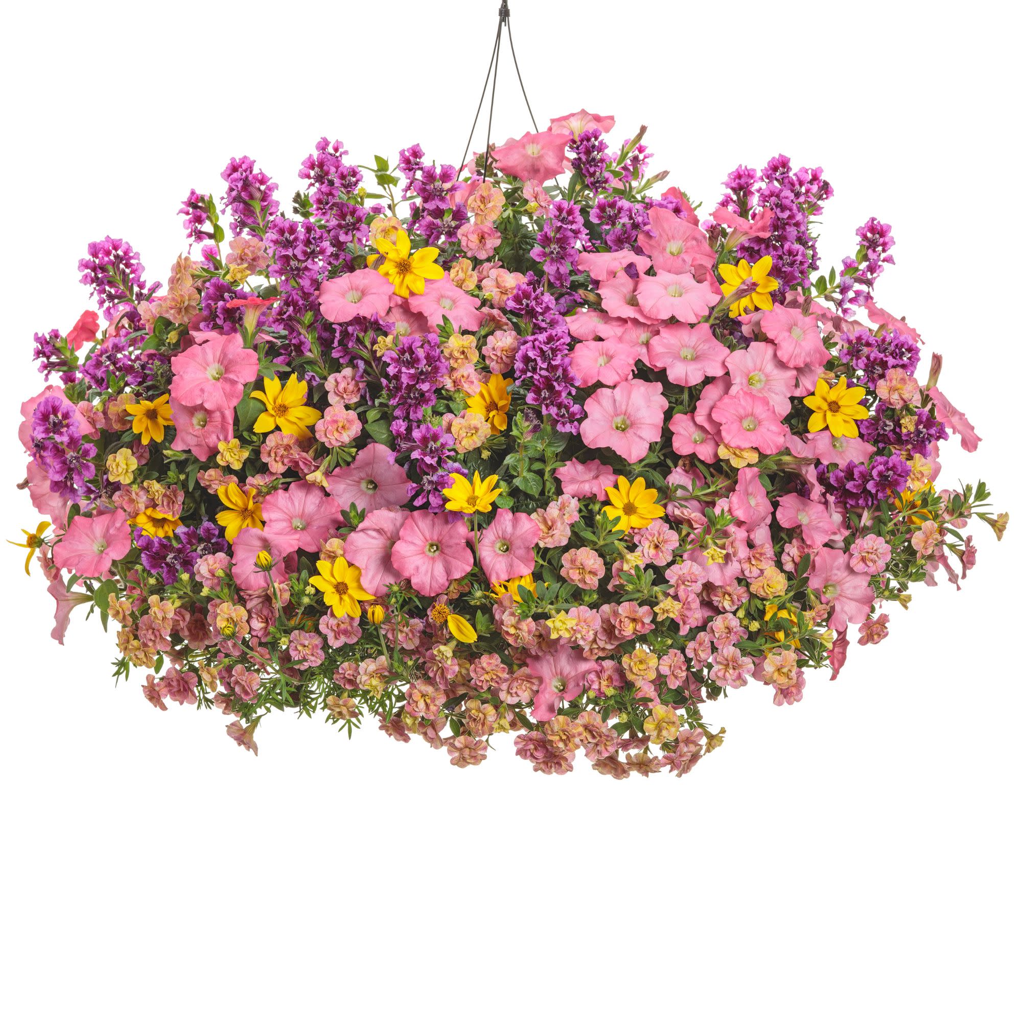 Double Calibrachoa | Superbells Magic® Double Grapefruit | Proven