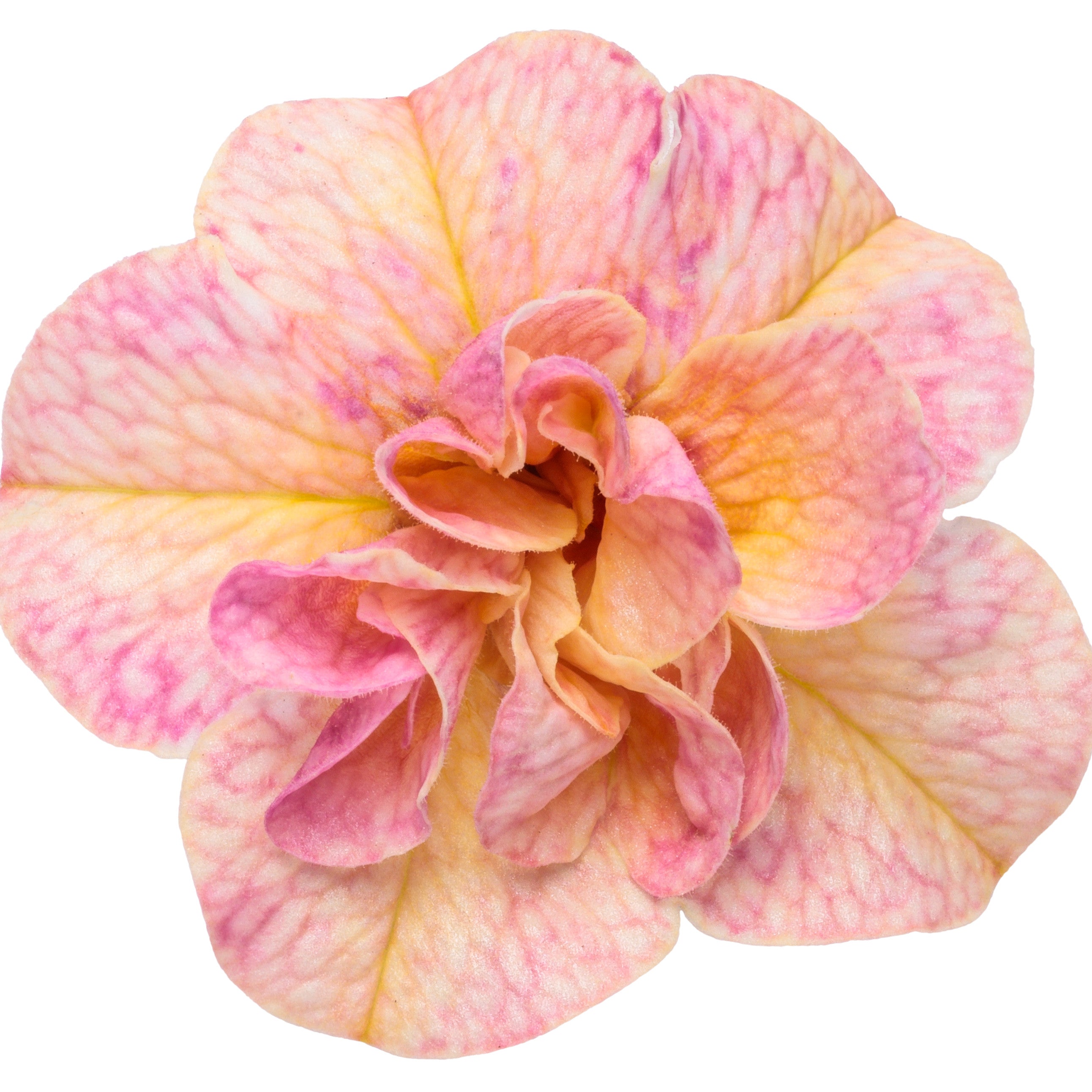 Double Calibrachoa | Superbells Magic® Double Grapefruit | Proven