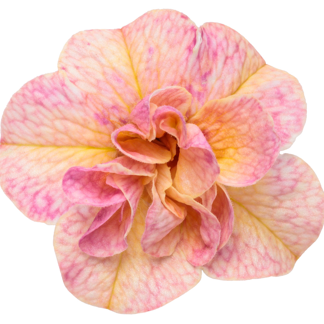 Superbells Magic® Double Grapefruit Calibrachoa | Proven Winners® New Variety 2026