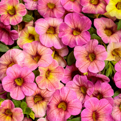 Superbells Magic Pink Lemonade Calibrachoa up close.