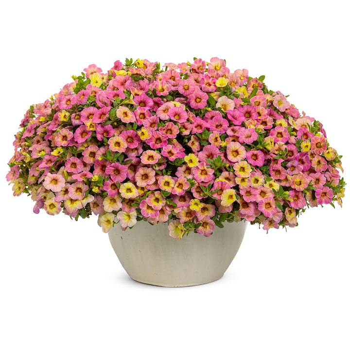 Calibrachoa | Superbells Magic® Pink Lemonade | Proven Winners