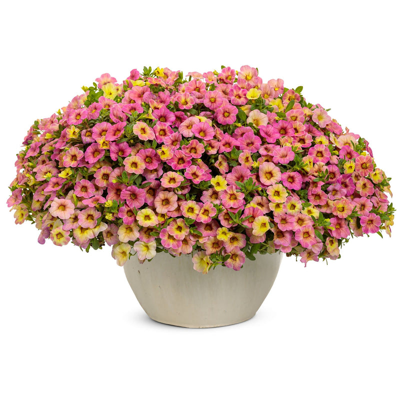 Superbells Magic® Pink Lemonade Calibrachoa