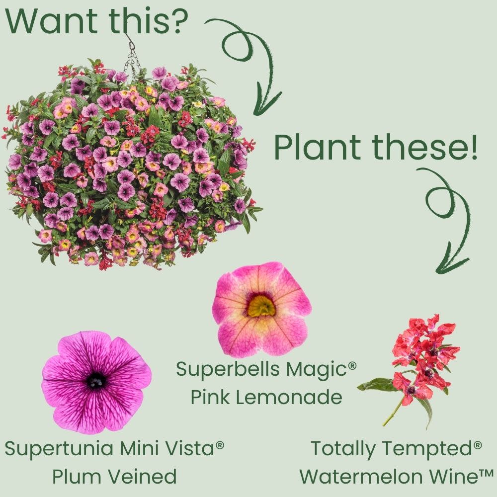 Calibrachoa | Superbells Magic® Pink Lemonade | Proven Winners