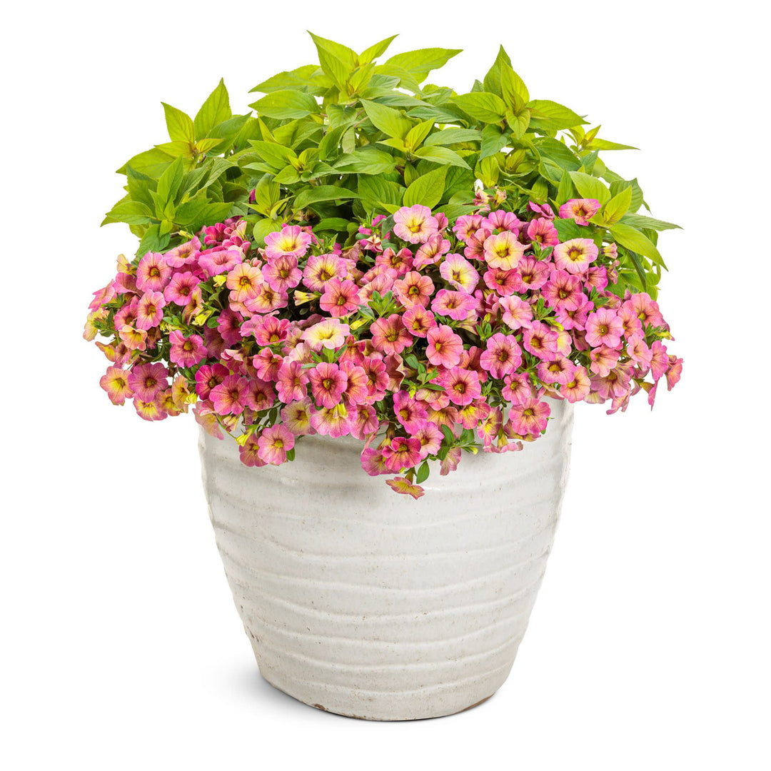 Calibrachoa | Superbells Magic® Pink Lemonade | Proven Winners