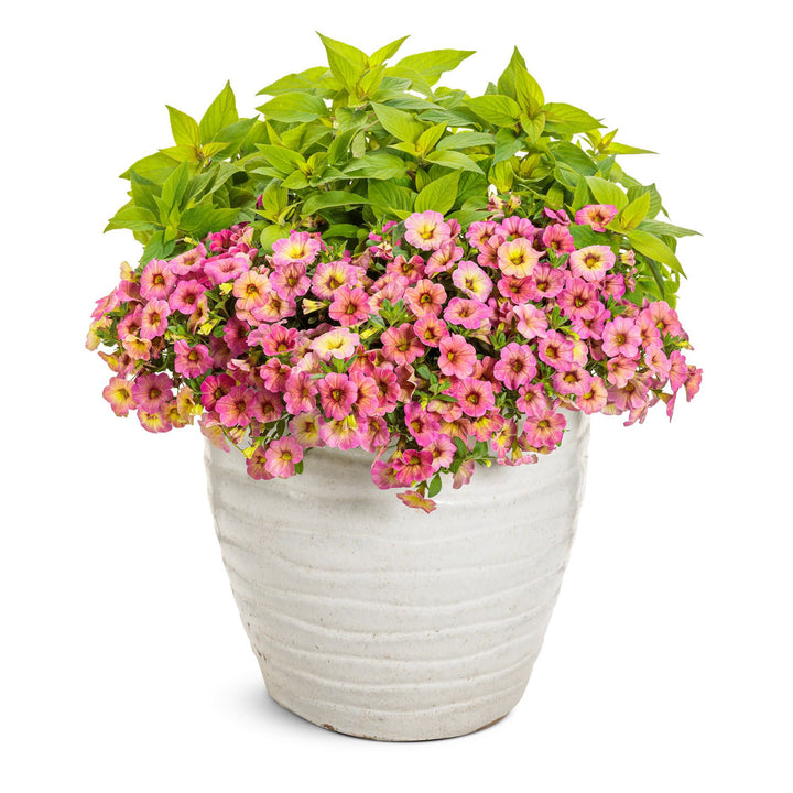 fontaine ルビー・エメラルド・ラズベリー・パイナップル Lee's Flute Loop Lavender Rooted Cuttings Shipping Apr 1 - May 15
