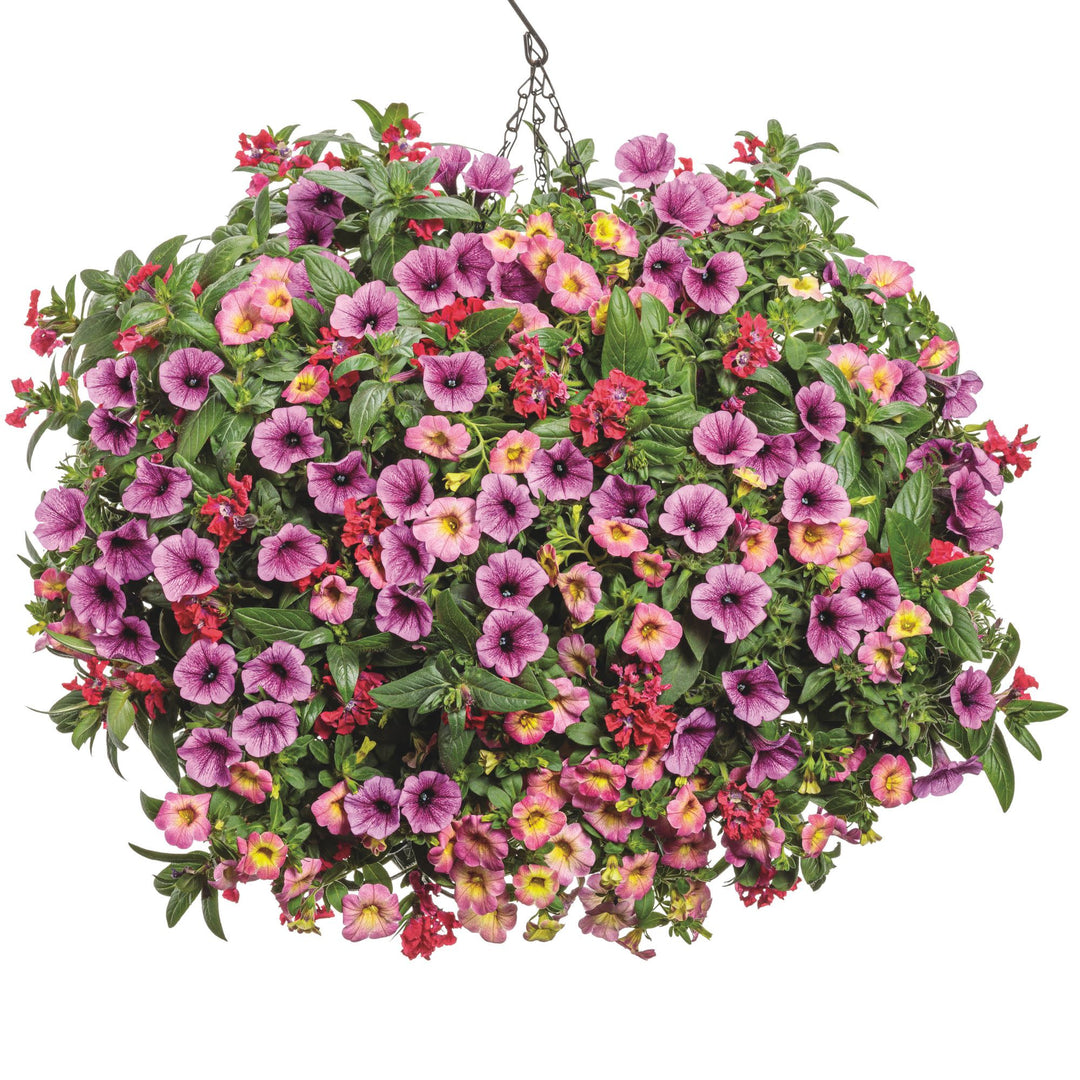 レッセ♡フラワーボーダービジューツイン 1 Gal. Tradewinds Hibiscus Shrub with Cayman Wind Pink Flowers (4