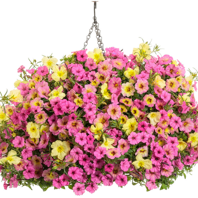 Superbells Magic Pink Lemonade Calibrachoa in use.