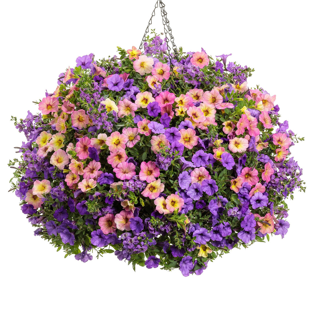 Calibrachoa | Superbells Magic® Pink Lemonade | Proven Winners