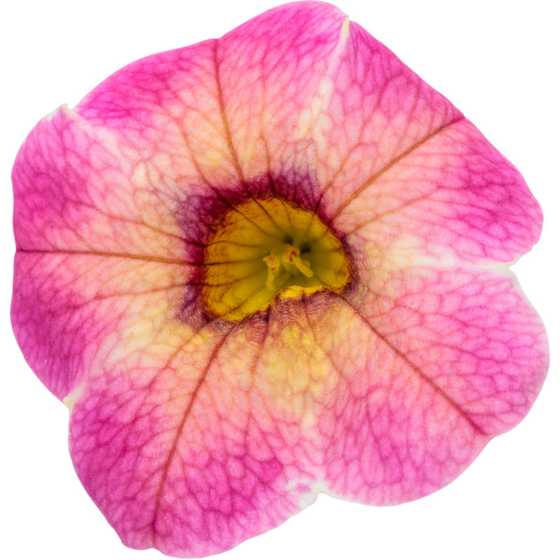 Superbells Magic® Pink Lemonade Calibrachoa (Calibrachoa hybrid)