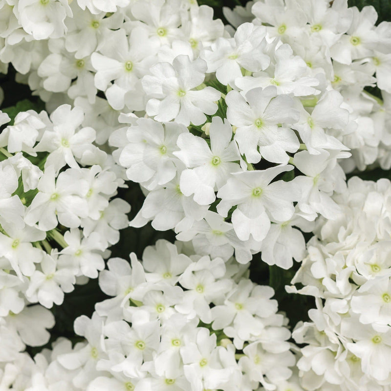 Superbena Whiteout Verbena up close.