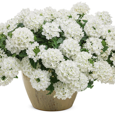 Superbena® Whiteout™ Verbena (Verbena hybrid)