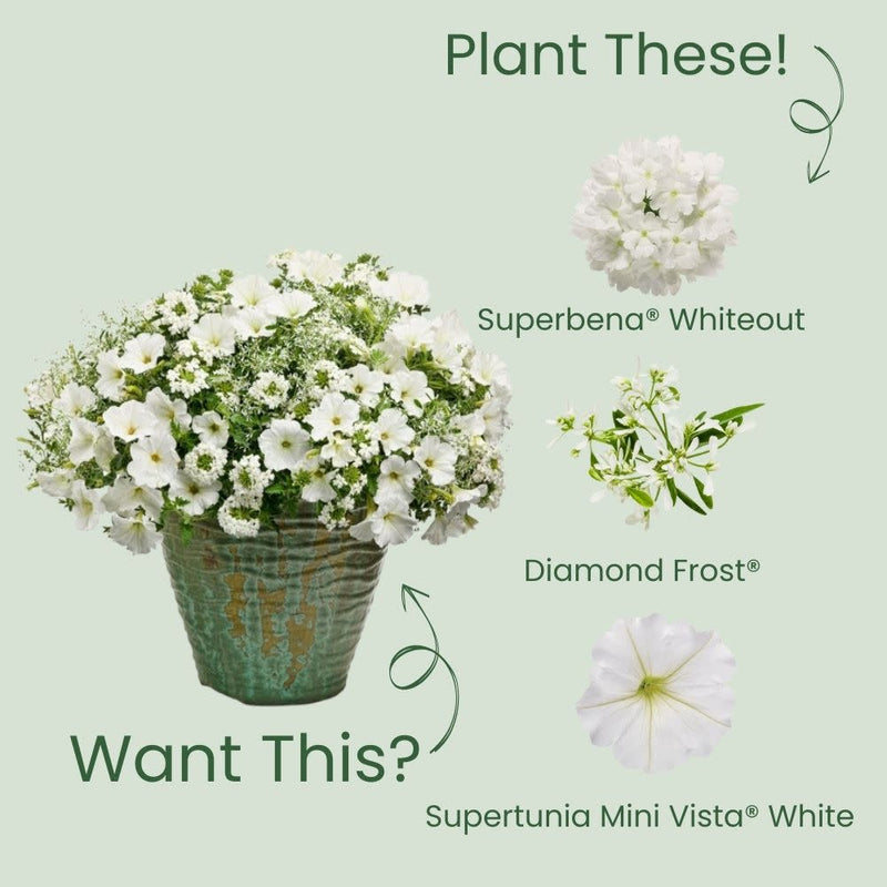 Superbena® Whiteout™ Verbena (Verbena hybrid)