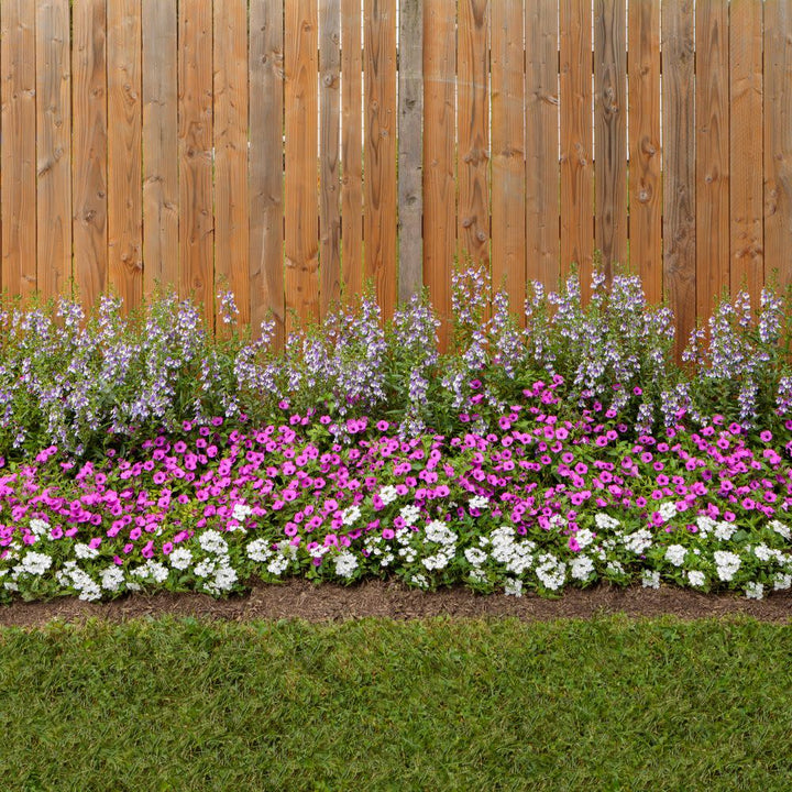 Superbena® Whiteout™ Verbena