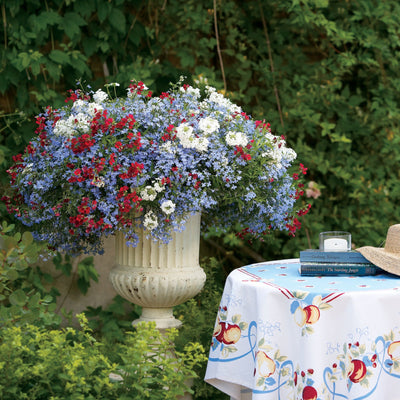 Superbena® Whiteout™ Verbena