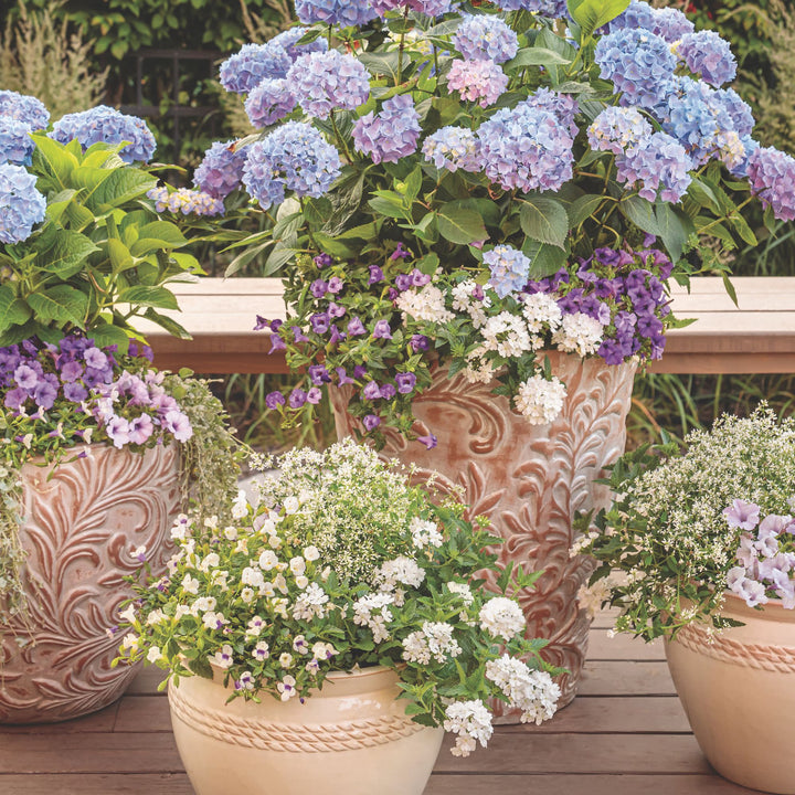 Verbena | Superbena® Whiteout™ | Proven Winners® Annuals – Proven