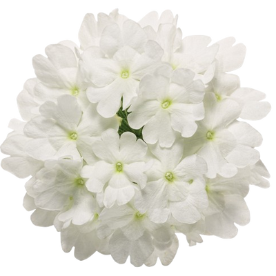 Superbena® Whiteout™ Verbena (Verbena hybrid)