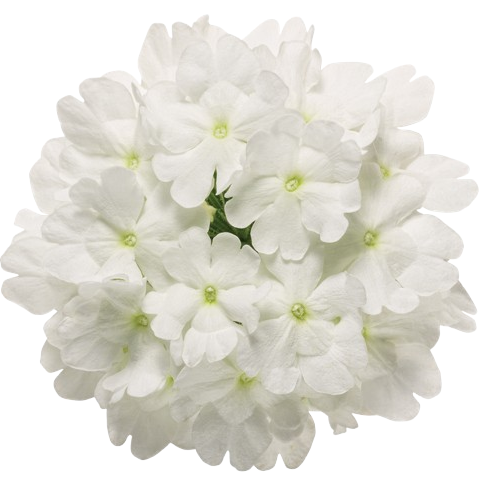 Superbena® Whiteout™ Verbena (Verbena hybrid)