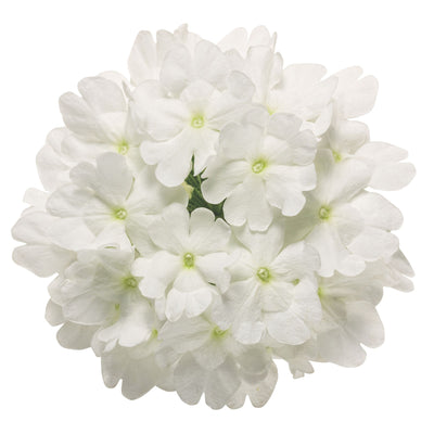Superbena® Whiteout™ Verbena