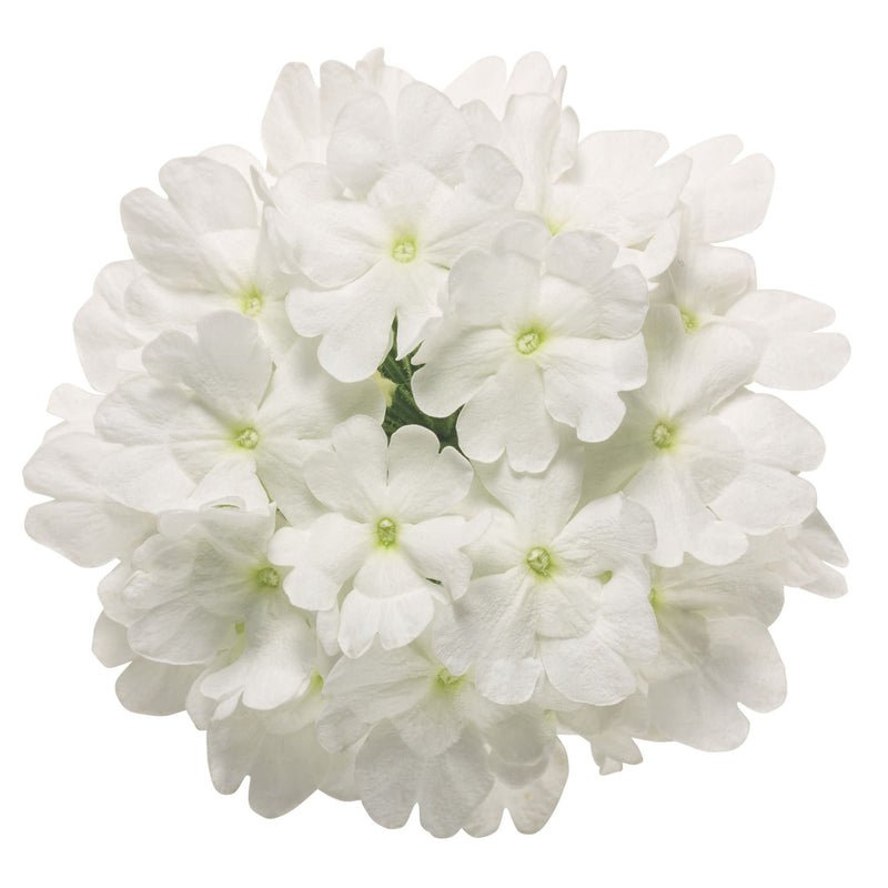Superbena® Whiteout™ Verbena