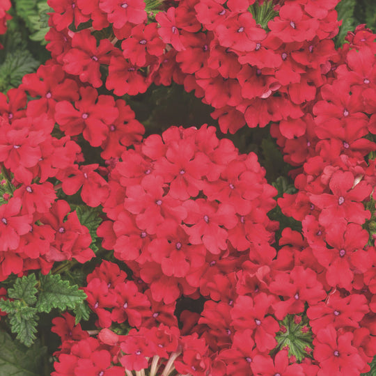 Superbena® Red Verbena