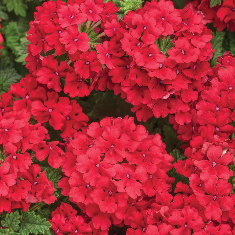 Superbena Red Verbena up close.