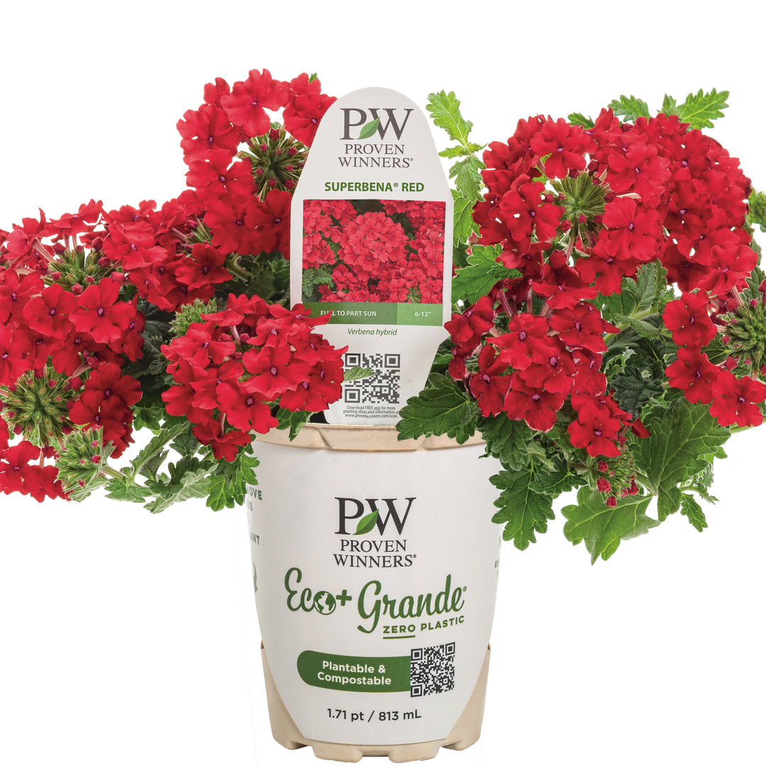 Verbena | Superbena® Red | Proven Winners® Annuals – Proven