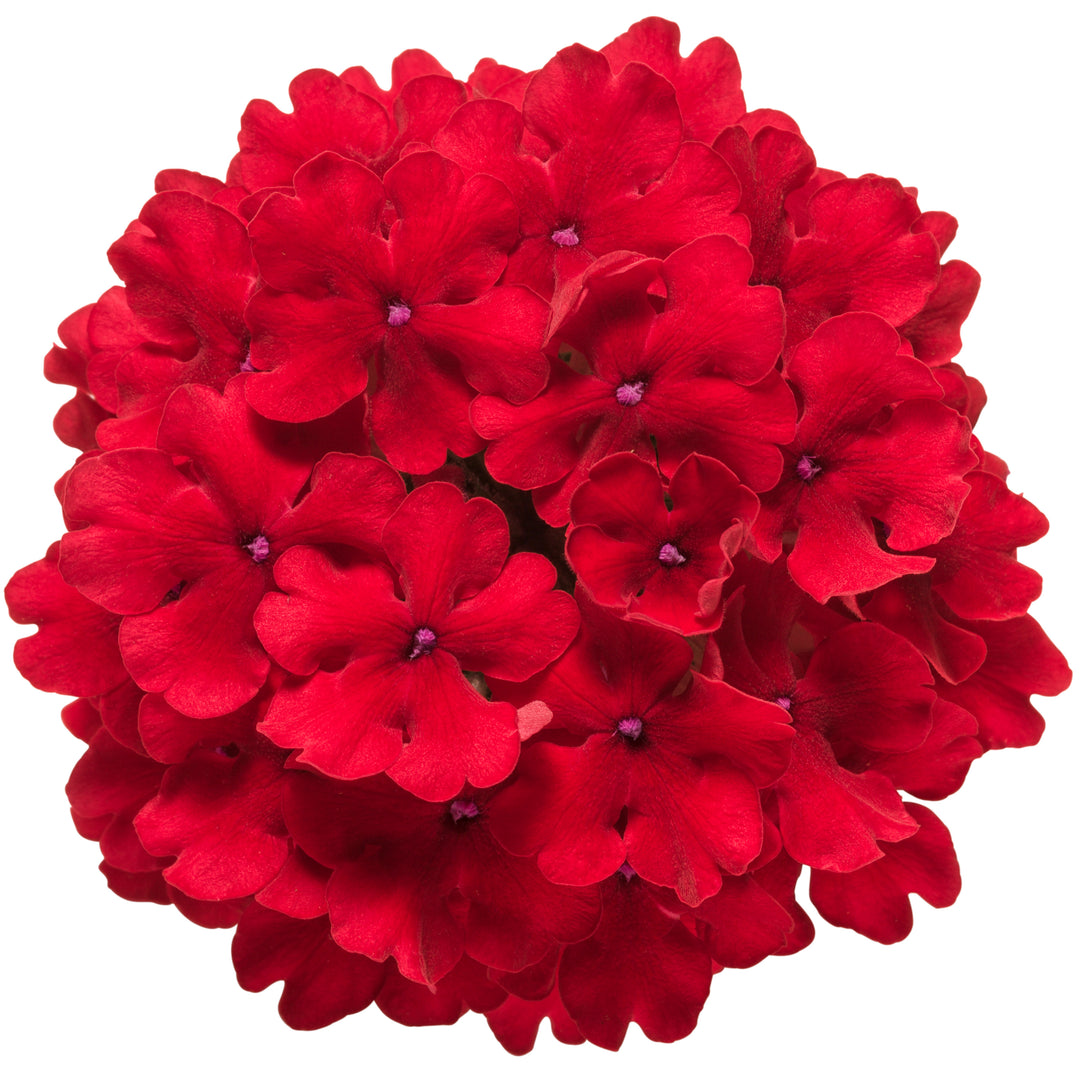 Superbena® Red Verbena