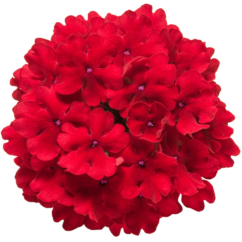 Superbena® Red Verbena (Verbena hybrid)