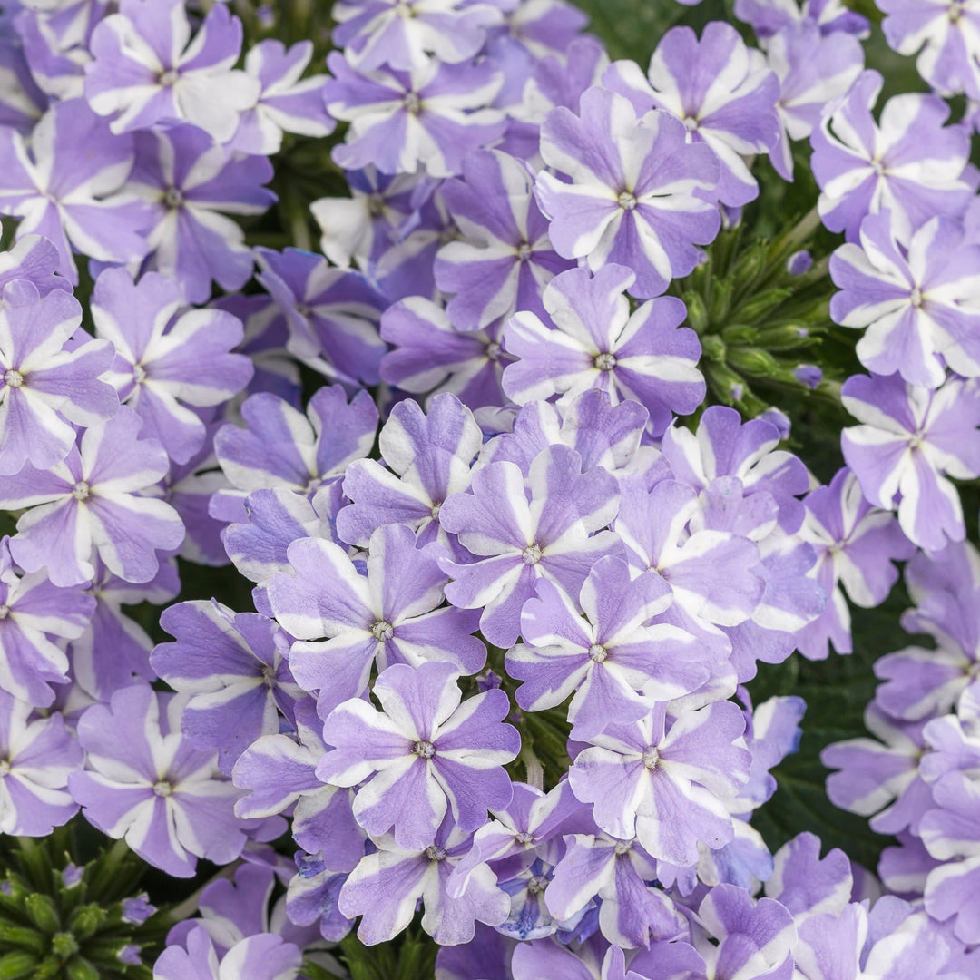 Verbena | Superbena® Stormburst | Proven Winners® Annuals – Proven