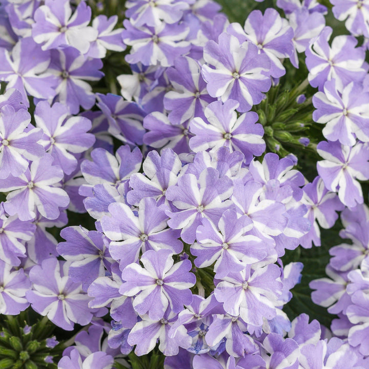 バーンスター クロス風 Verbena | Superbena® Stormburst | Proven Winners® Annuals – Proven