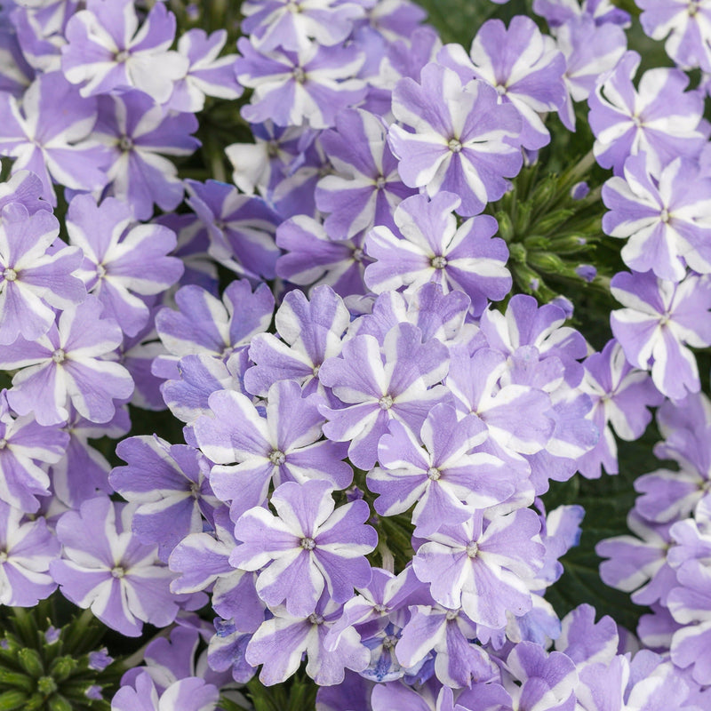 Superbena Stormburst Verbena up close.