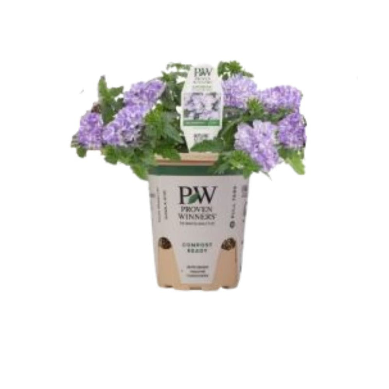 Superbena® Stormburst Verbena (Verbena hybrid)