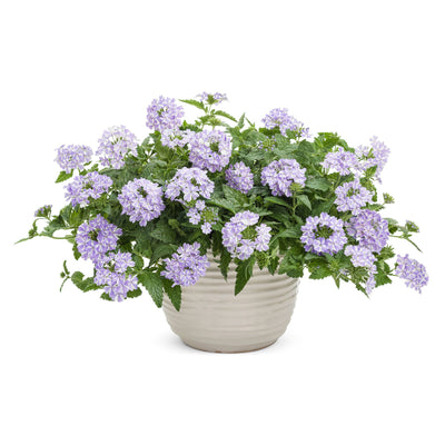 Superbena® Stormburst Verbena