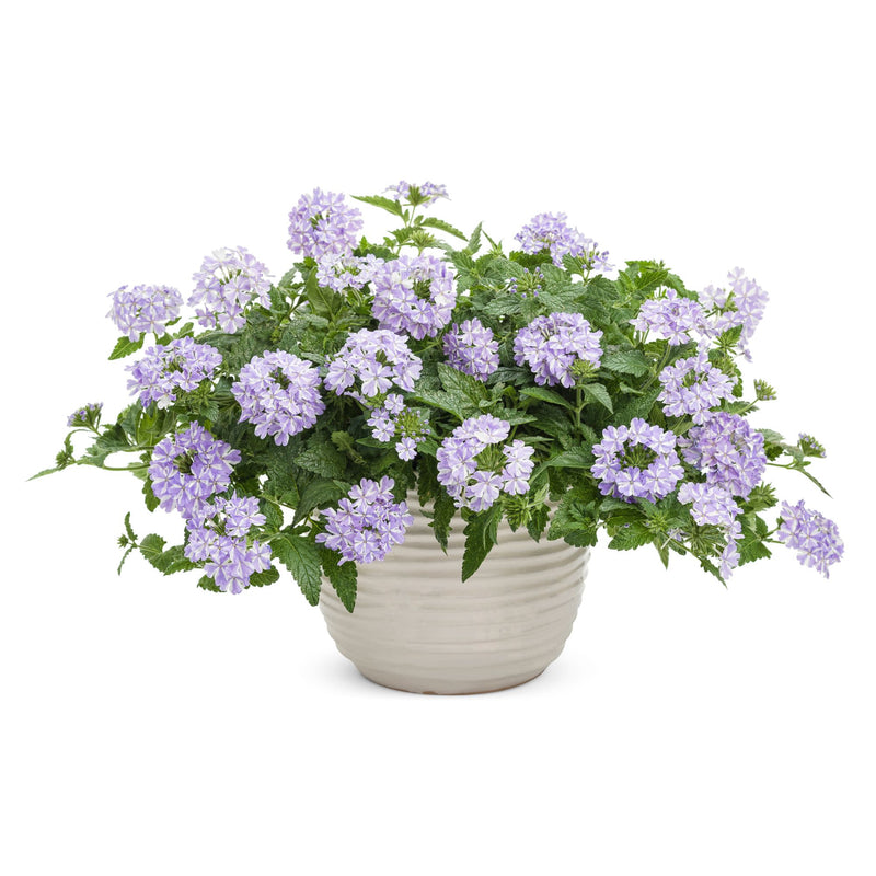 Superbena® Stormburst Verbena