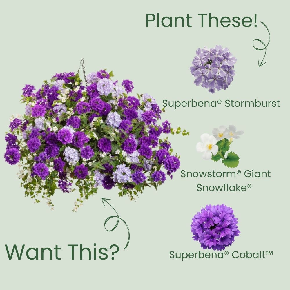 Verbena | Superbena® Stormburst | Proven Winners® Annuals – Proven